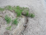 Égoût rermpli de sable / Main sewer full of sand